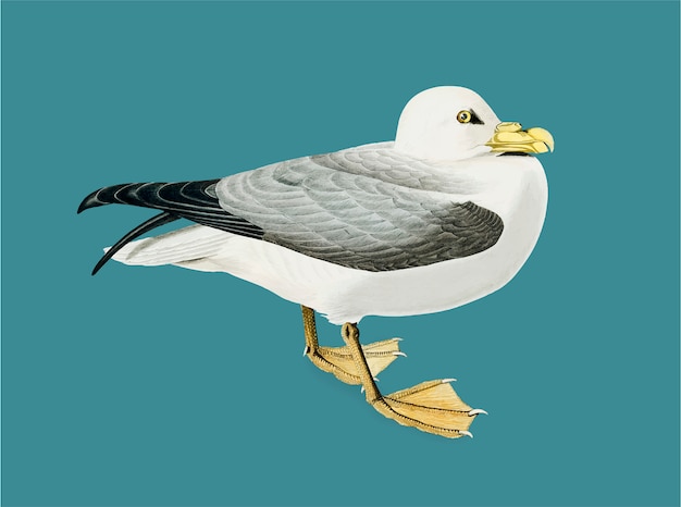 Ilustração de fulmar petrel