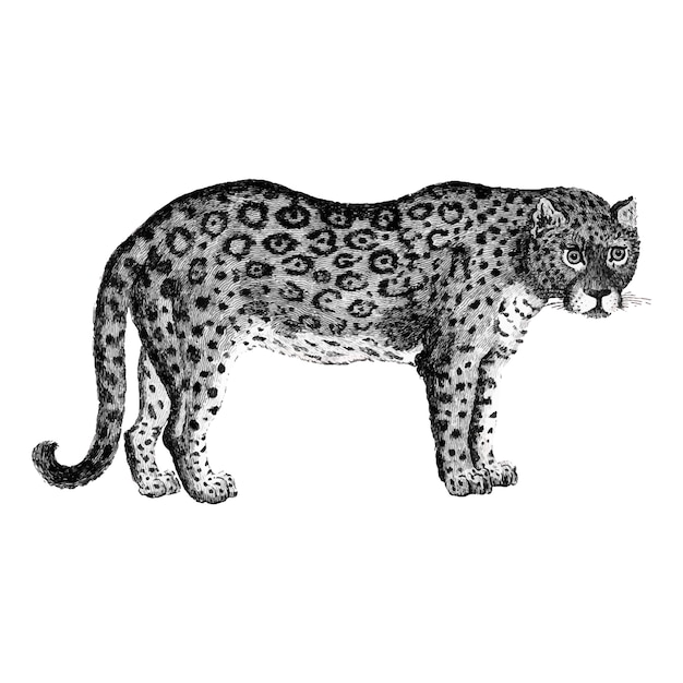 Ilustração de leopardo e pantera