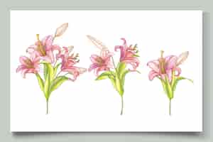 Vetor grátis ilustração de lindas flores de lírio desenhada à mão