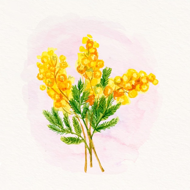 Ilustração de mimosa em aquarela