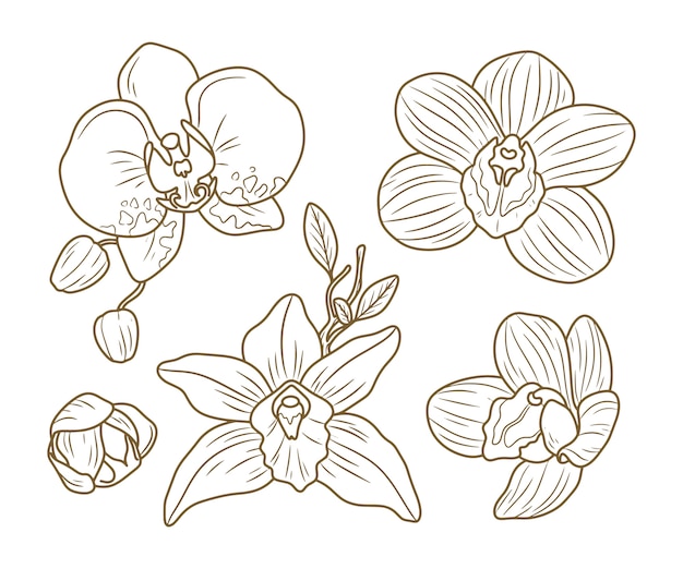 Ilustração de orquídea desenhada de mão