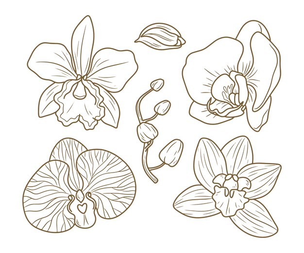Ilustração de orquídea desenhada de mão