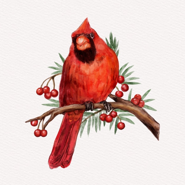 Vetor grátis ilustração de pássaro cardeal em aquarela