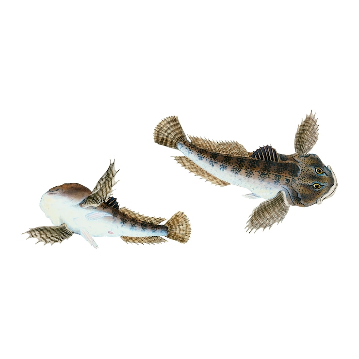 Vetor grátis ilustração de peixe vintage