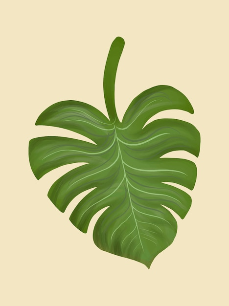 Ilustração de philodendron de folha dividida tropical