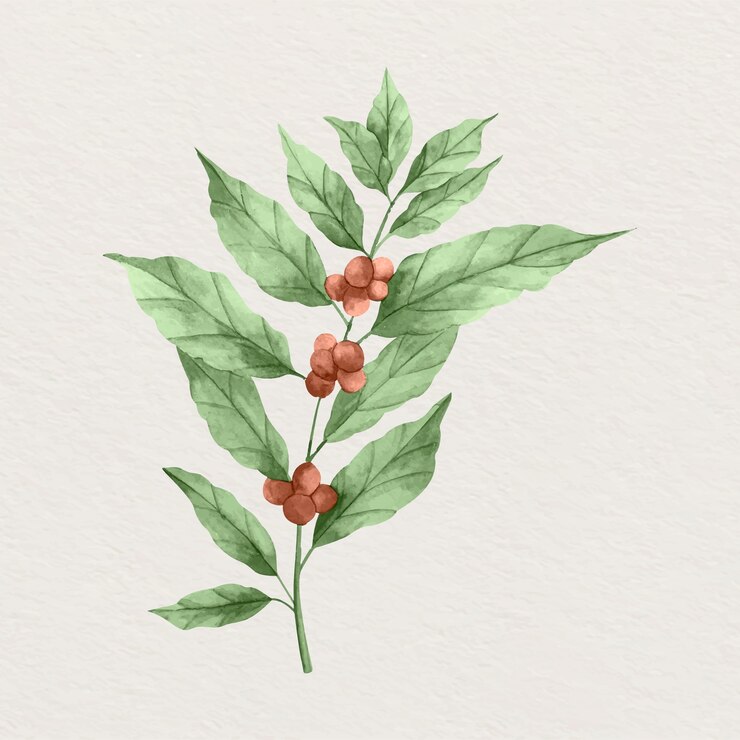 Vetor grátis ilustração de planta de café em aquarela