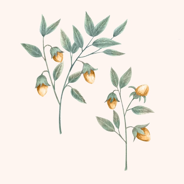 Ilustração de planta de jojoba em aquarela