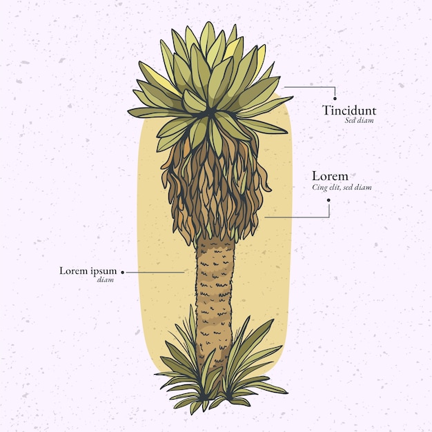 Ilustração de planta frailejon de design plano