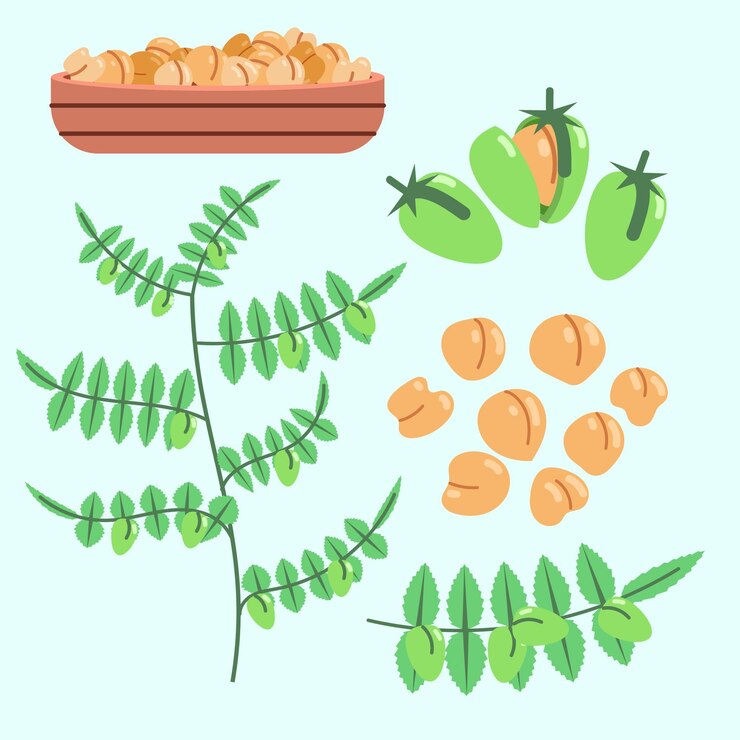 Vetor grátis ilustração de plantas e feijão-de-bico desenhados à mão