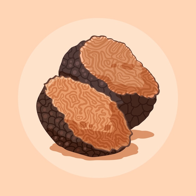 Ilustração de trufas desenhadas à mão