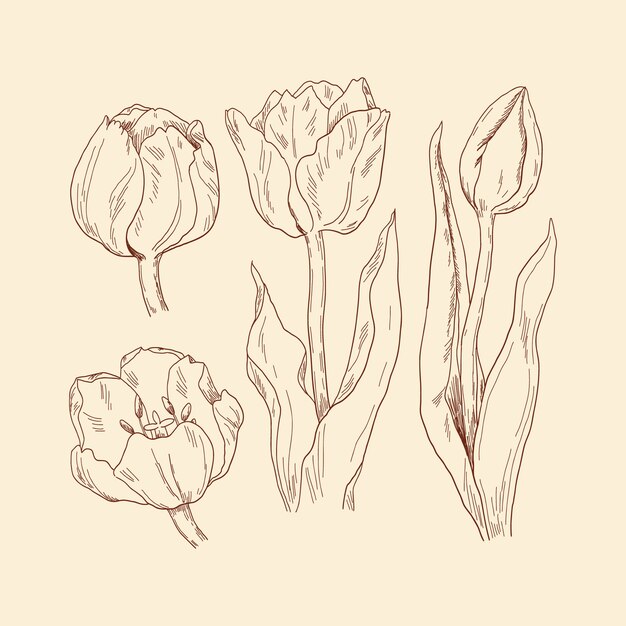 Ilustração de tulipa desenhada de mão