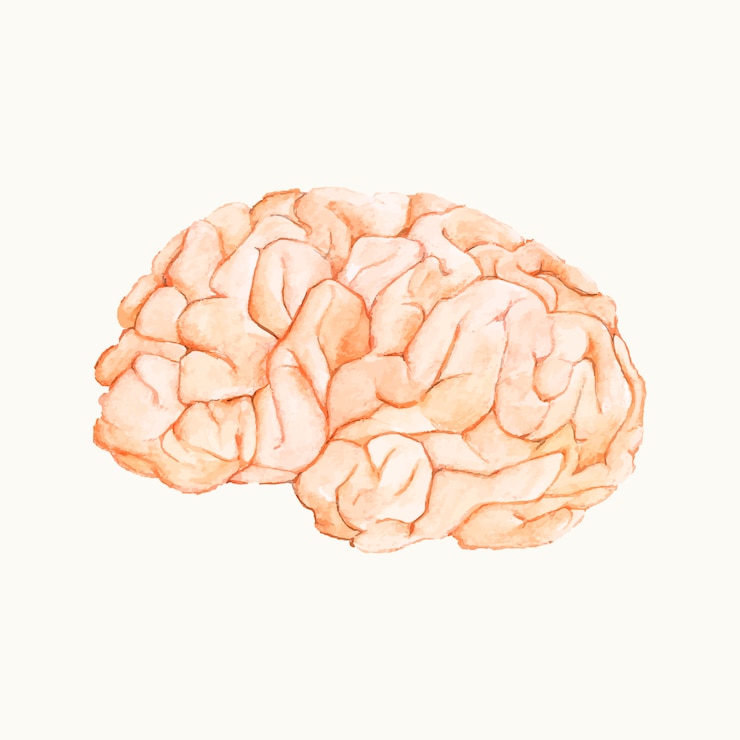 Vetor grátis ilustração, de, um, cérebro humano