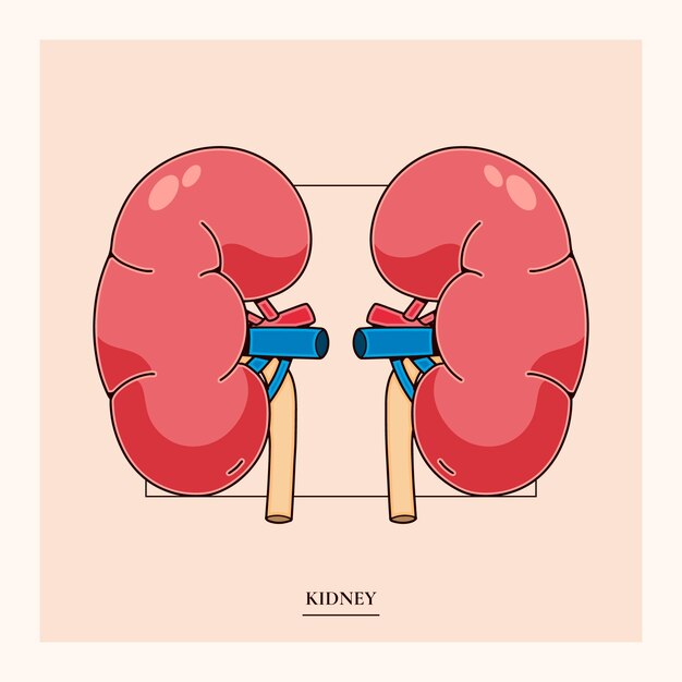 Ilustração de um rim desenhada à mão