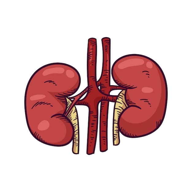 Ilustração de um rim desenhada à mão