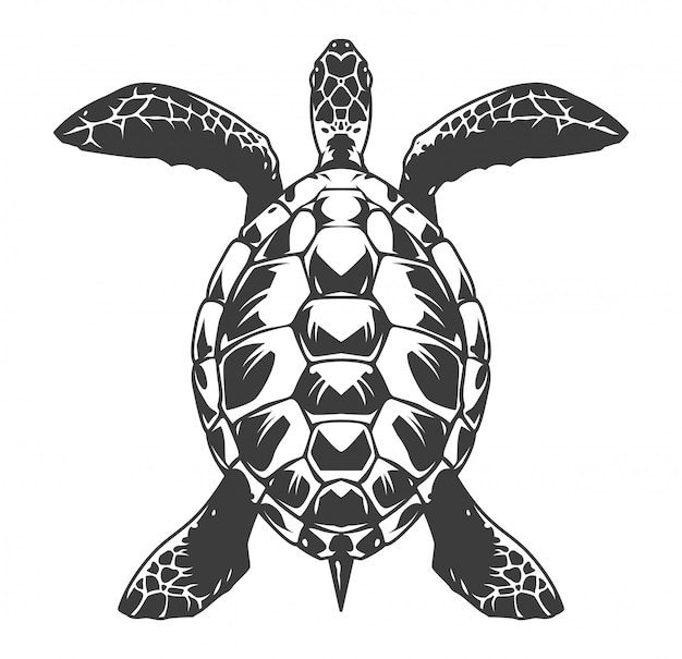 Ilustração de vista superior de tartaruga vintage