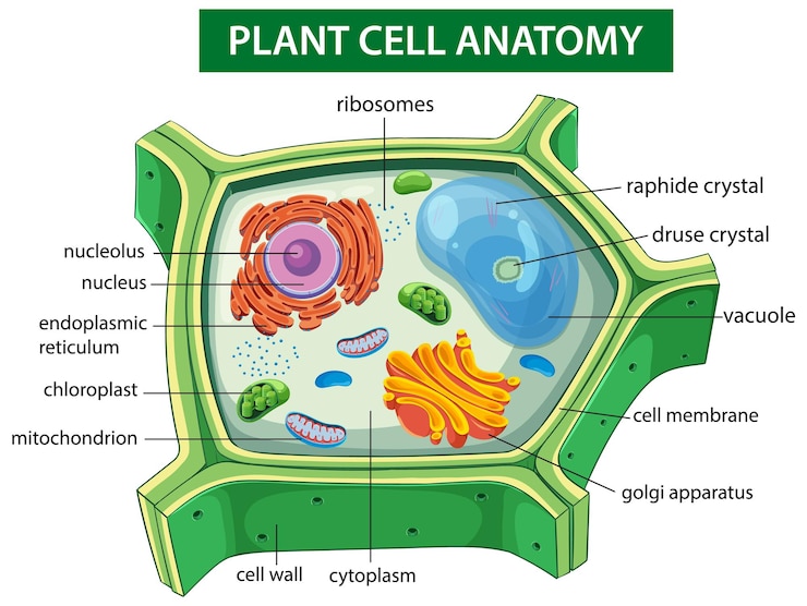 Vetor grátis ilustração detalhada da anatomia celular das plantas