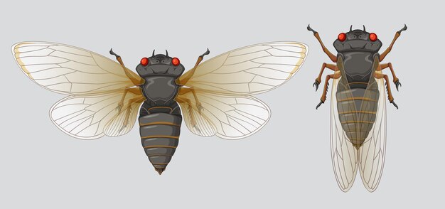 Ilustração detalhada do vetor da cigarra