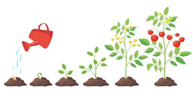 Vetor grátis ilustração do ciclo de crescimento da planta de tomate