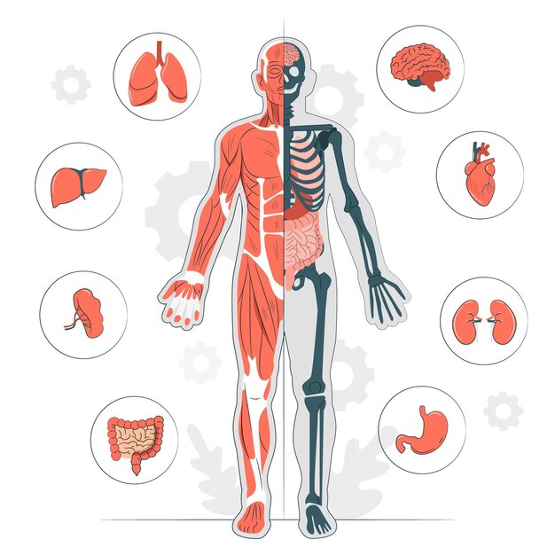 Ilustração do conceito de anatomia do corpo