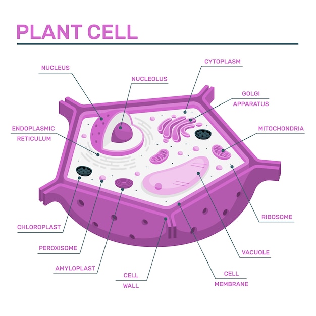 Vetor grátis ilustração do conceito de célula vegetal