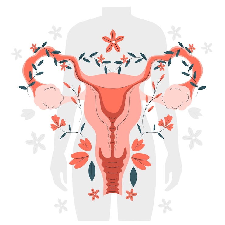Vetor grátis ilustração do conceito de sistema reprodutivo feminino