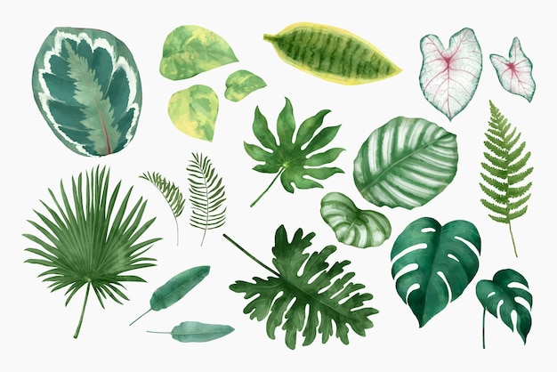 Ilustração do conjunto de folhas tropicais em aquarela