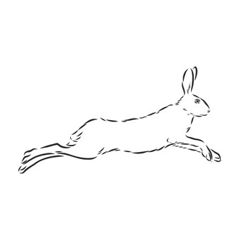 Ilustração do esboço do estilo do doodle da lebre à mão desenhada ilustração do esboço do vetor da lebre