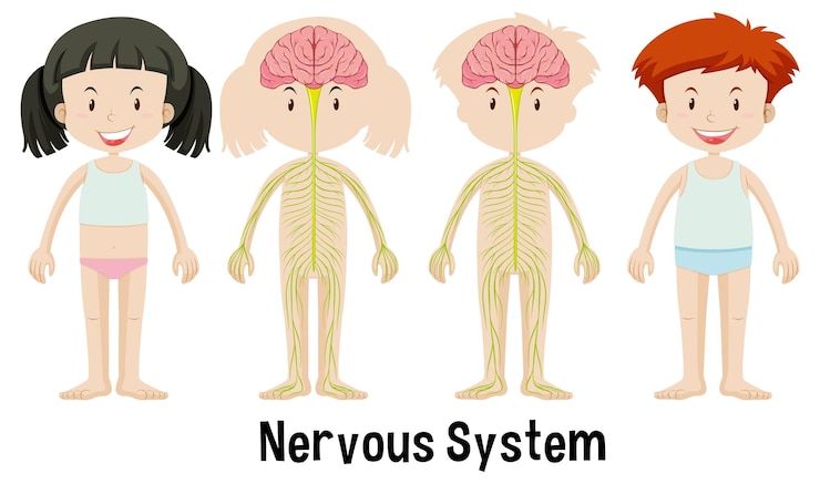 Vetor grátis ilustração do sistema nervoso humano
