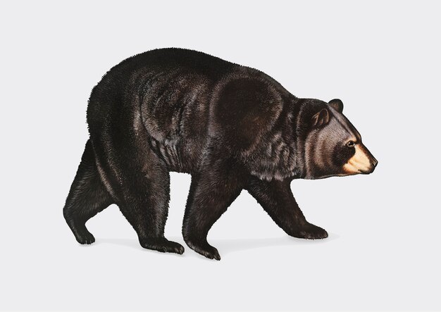 Ilustração do urso negro americano