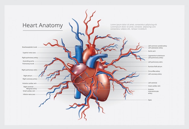 Ilustração em vetor anatomia do coração