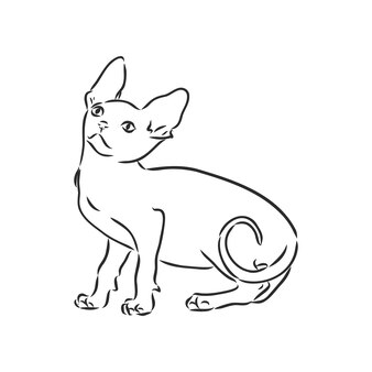 Ilustração em vetor de um gato sphynx com forro isolado em um fundo branco