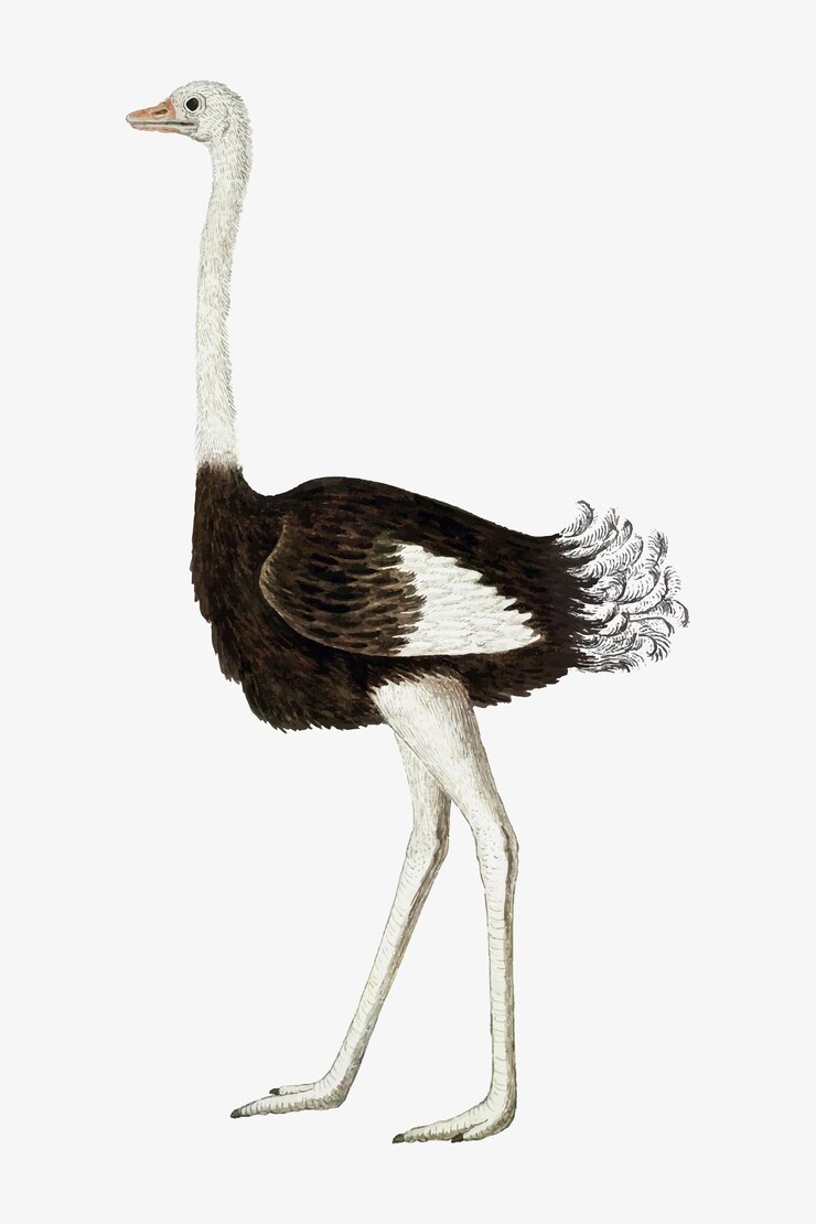 Vetor grátis ilustração em vetor struisvogel antiga aquarela animal, remixada das obras de arte de robert jacob gordon