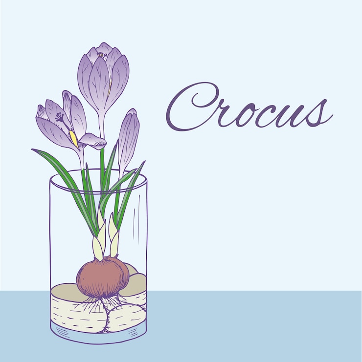 Vetor grátis ilustração floral natural colorida com flor de açafrão desabrochando em vidro estilo desenhado à mão