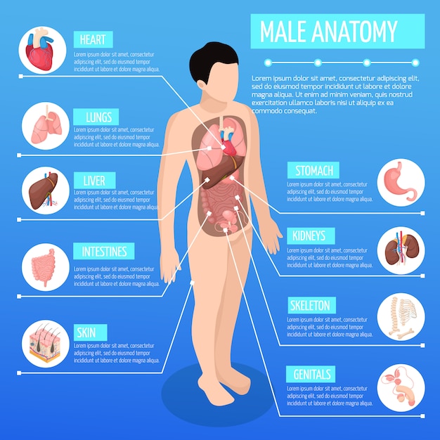 Ilustração isométrica de anatomia masculina com modelo de infográfico do corpo humano e descrição dos órgãos internos