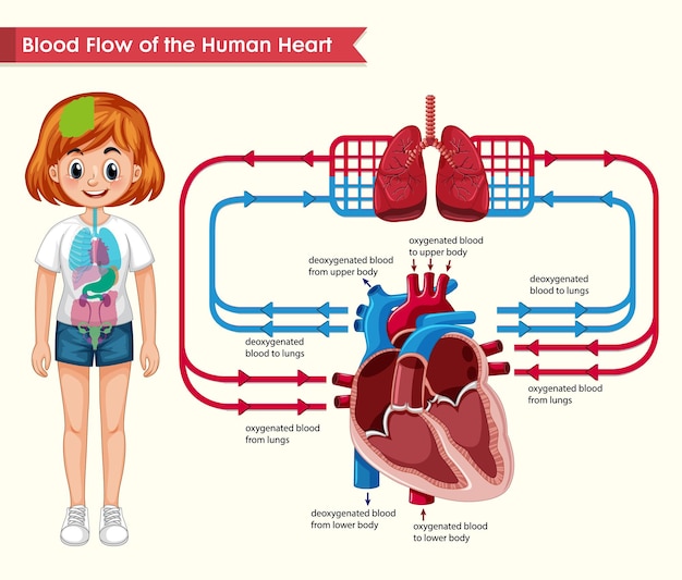 Ilustração médica científica do fluxo sanguíneo