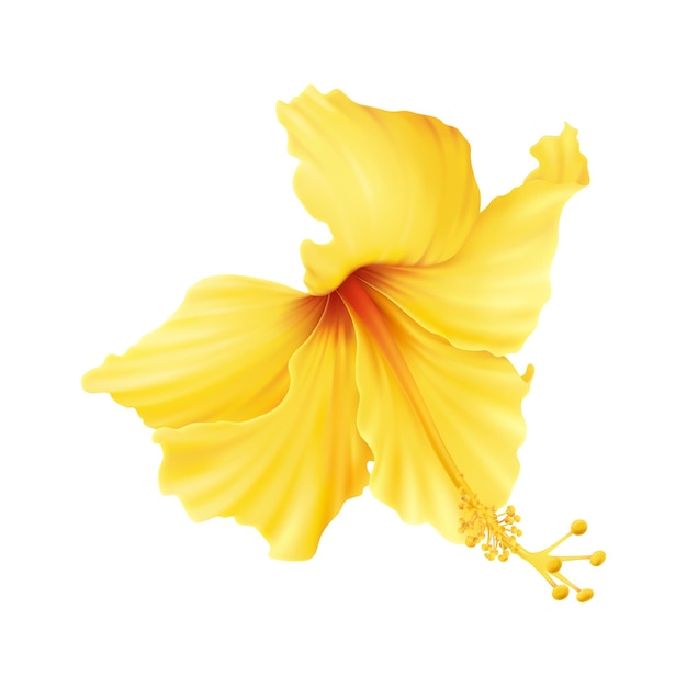 Ilustração realista com linda flor de hibisco amarelo em branco