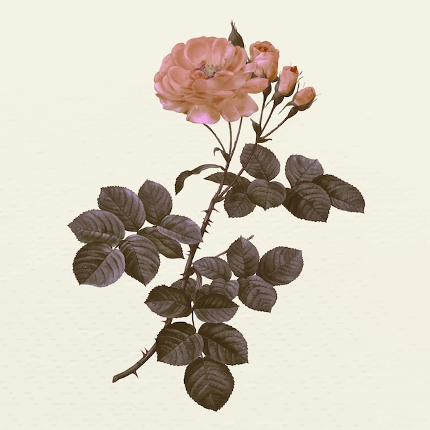 Ilustração vintage da flor da rosa do damasco, remixada de obras de arte do domínio público