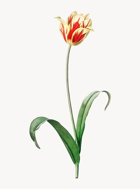 Ilustração Vintage da tulipa de Didier