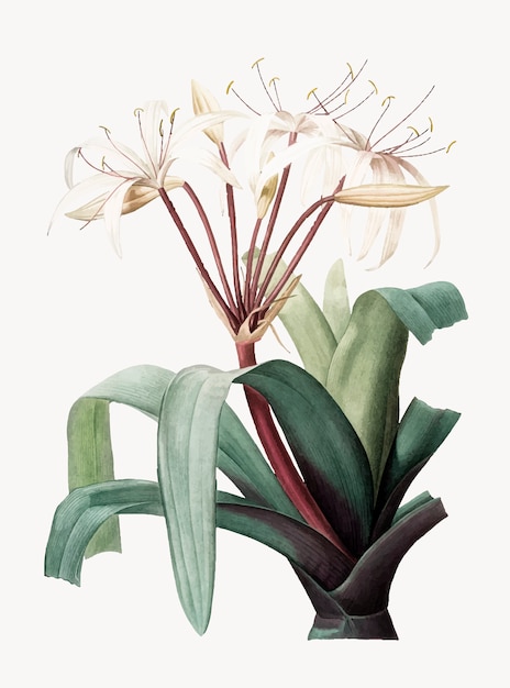 Ilustração Vintage de Crinum erubescens