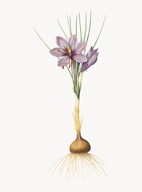 Ilustração Vintage de Crocus sativus