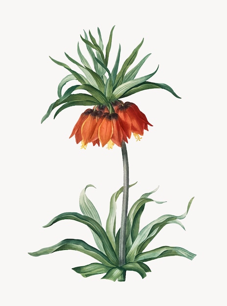 Ilustração vintage de fritillaries