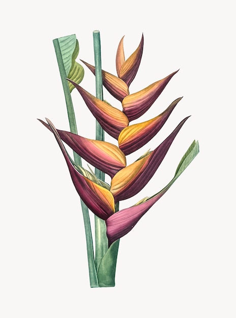 Ilustração vintage de heliconia papagaio