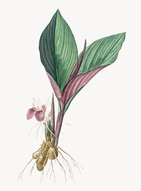 Ilustração Vintage de Koemferia longa