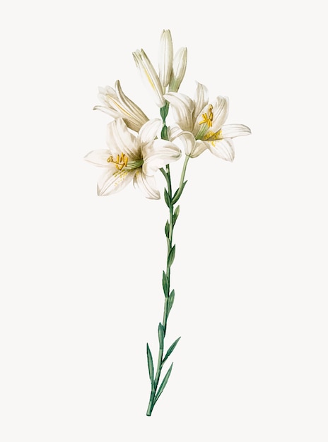 Vetor grátis ilustração vintage de madonna lily