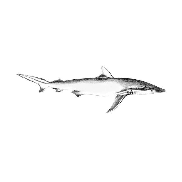 Ilustração Vintage de tubarão