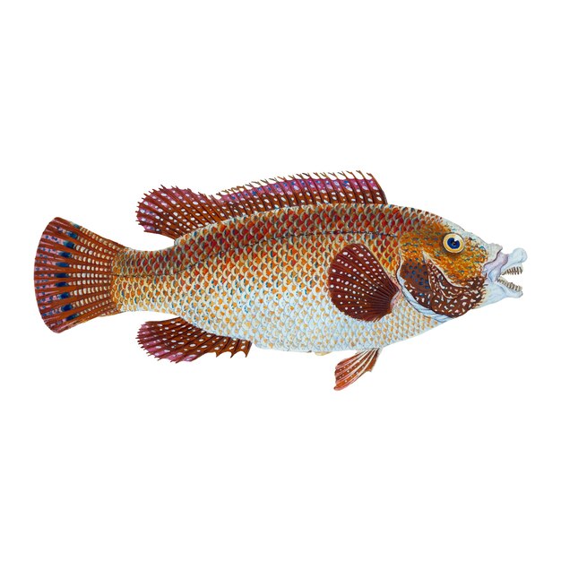 Ilustração Vintage Fish