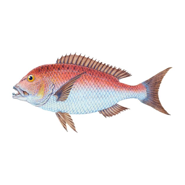 Ilustração Vintage Fish