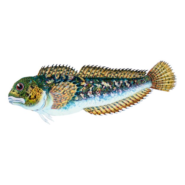 Ilustração Vintage Fish
