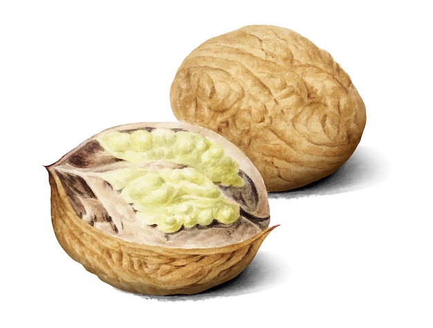 Ilustração Vintage Walnut