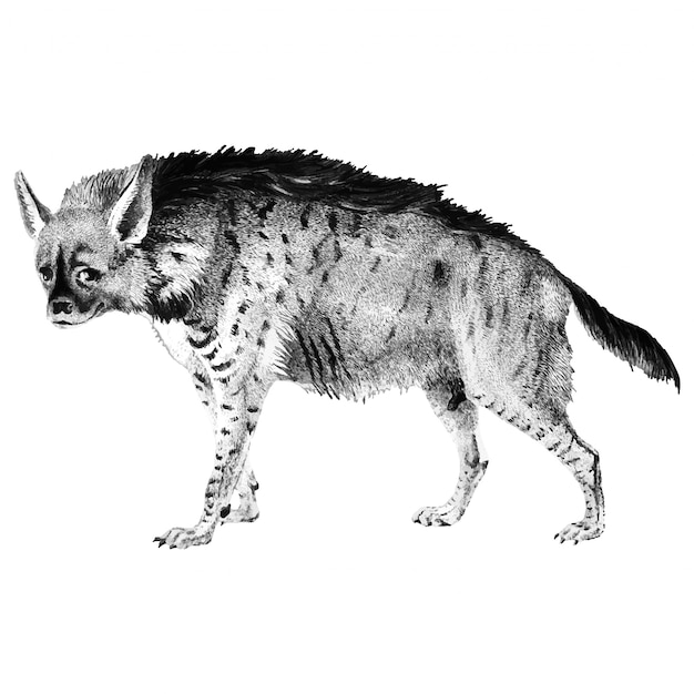 Ilustrações vintage de hiena listrada